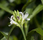 American waterwillow